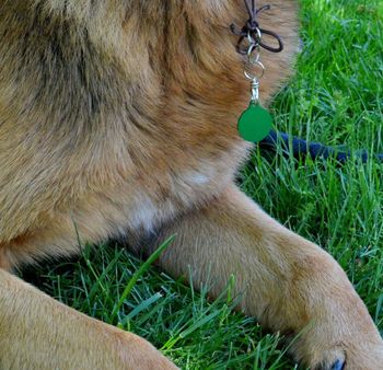 Kółko blaszka dla psa, kota zielona 2,5 cm Grawer gratis Kółko green M. Blaszka w formie adresówki, identyfikatora dla psa (2).JPG